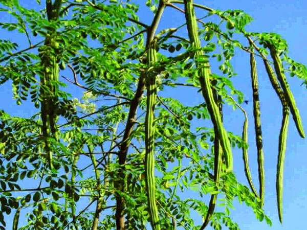 Eco friendly grown Drumstick Tree