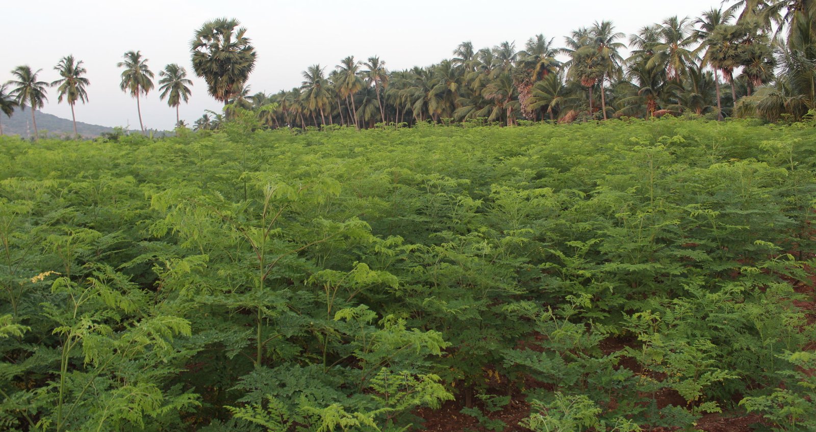 Moringa Farm using biological pest control system