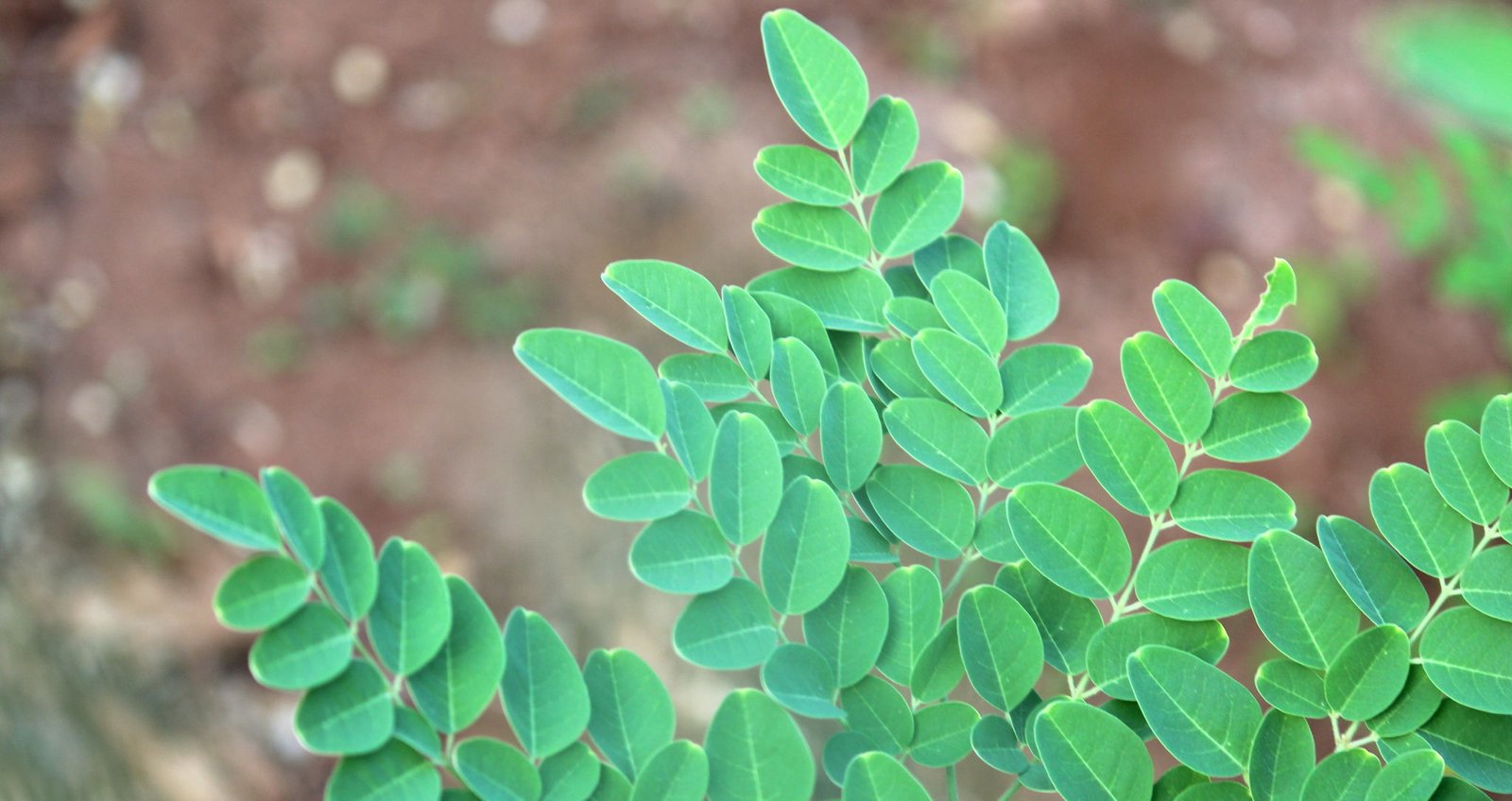 Moringa leaves ready for cultivation